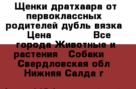 Щенки дратхаара от первоклассных  родителей(дубль вязка) › Цена ­ 22 000 - Все города Животные и растения » Собаки   . Свердловская обл.,Нижняя Салда г.